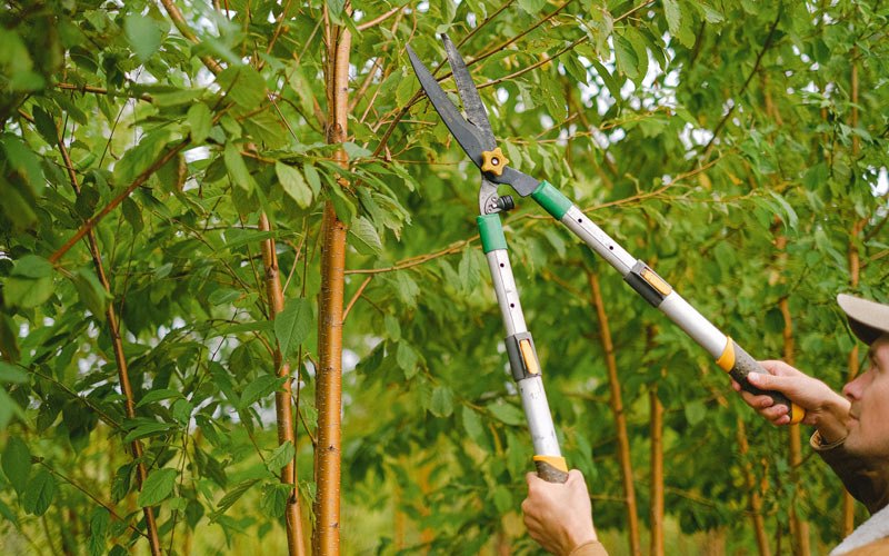 Tree trimming in Maple Grove, MN